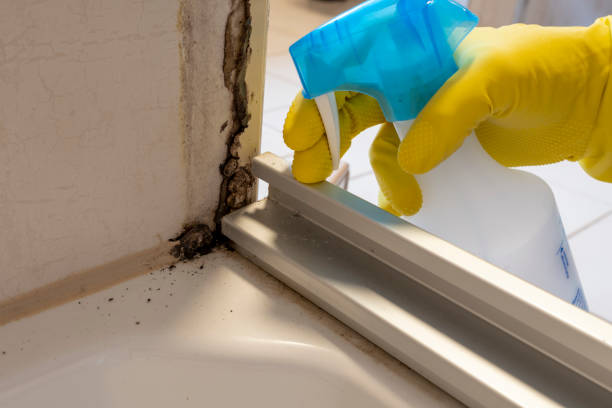 Best Insurance-Related Mold Remediation in Grand Point, LA