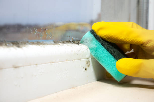 Professional Mold Remediation in Grand Point, LA