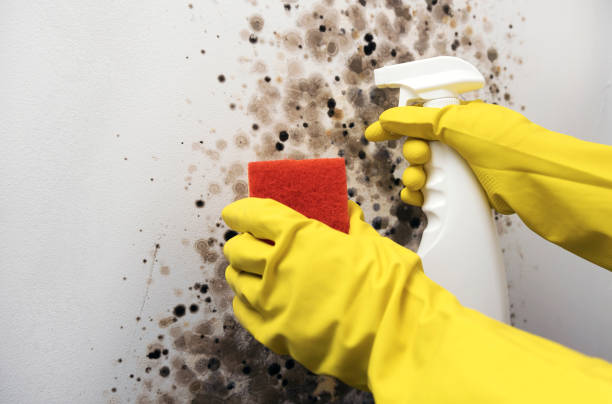 Best Post-Flood Mold Remediation in Grand Point, LA